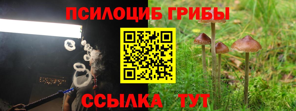 Псилоцибиновые грибы Psilocybe  Вход с VPN  Тавда 